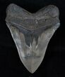 Giant Megalodon Tooth - Nice Serrations #16668-2